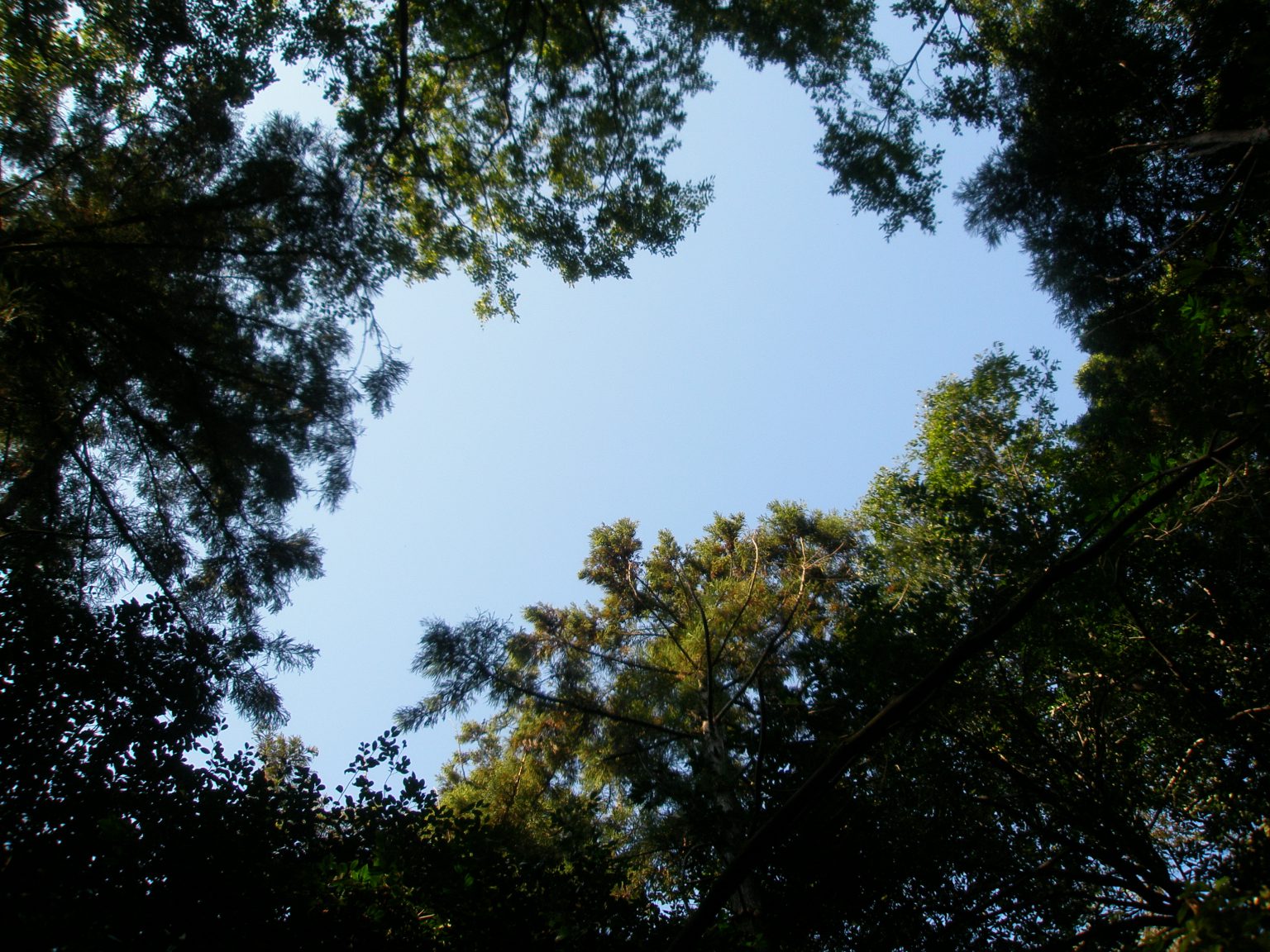 山城原野の原植生を守り続けるために ｜ 糺の森財団